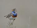 858 - GORGE BLEUE CHANT - BARBIER GERARD - france